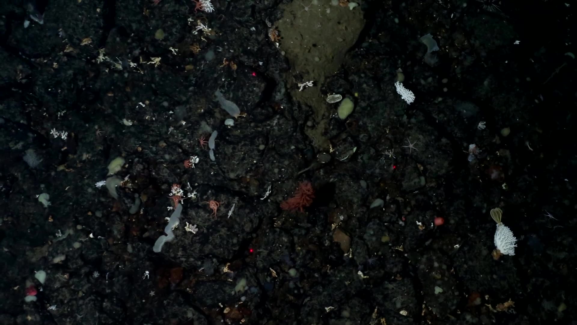 How AI Is unlocking secrets of Antarctica’s deep-sea creatures