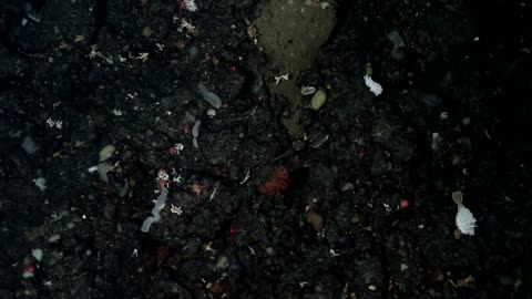 How AI Is unlocking secrets of Antarctica’s deep-sea creatures