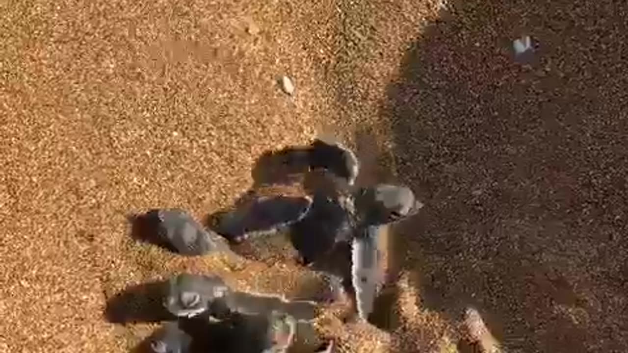 🤯🐢 Watch Baby Sea Turtles Hatch for the First Time! | FeedMyCuriosity