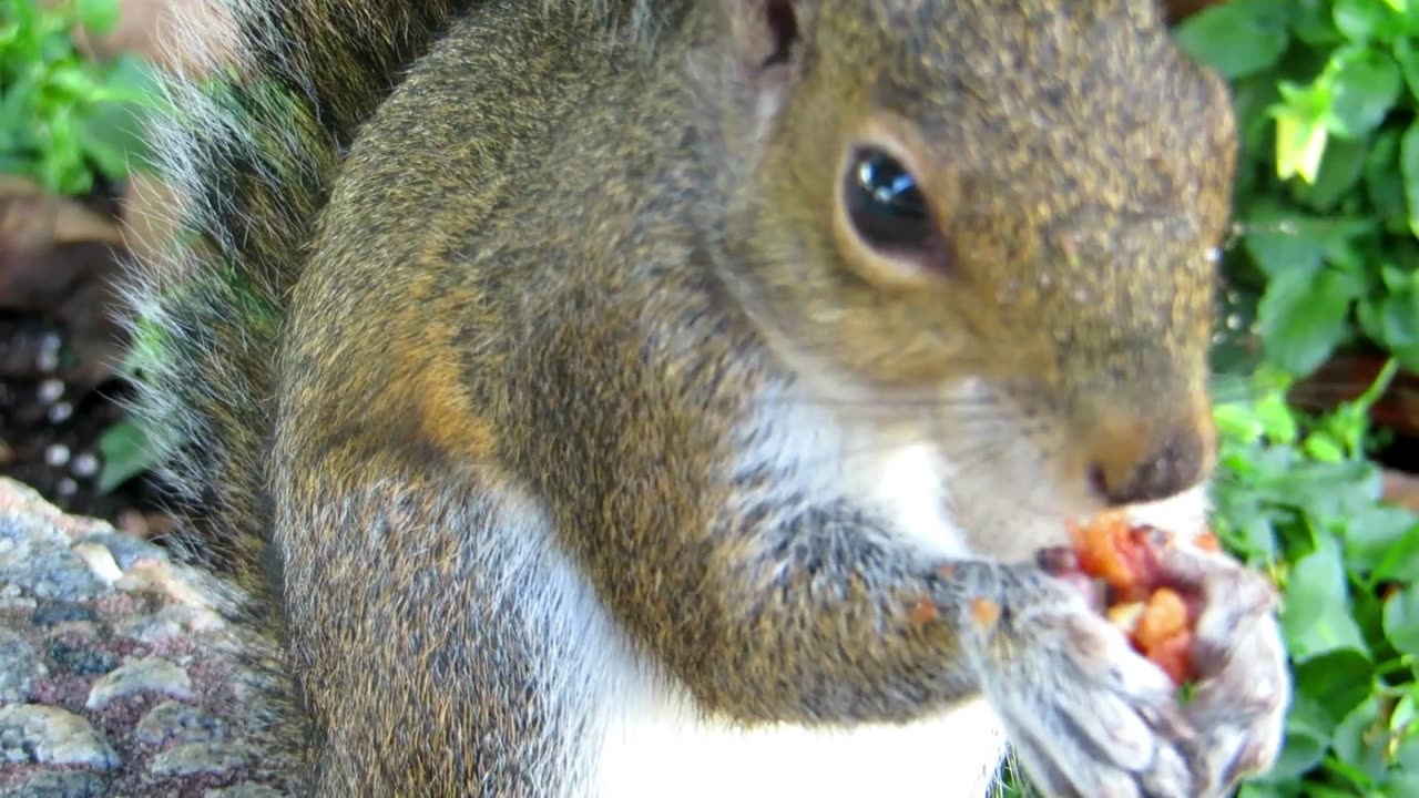 Video by Magda Ehlers: https://www.pexels.com/video/a-squirrel-eating-nuts-2341924/