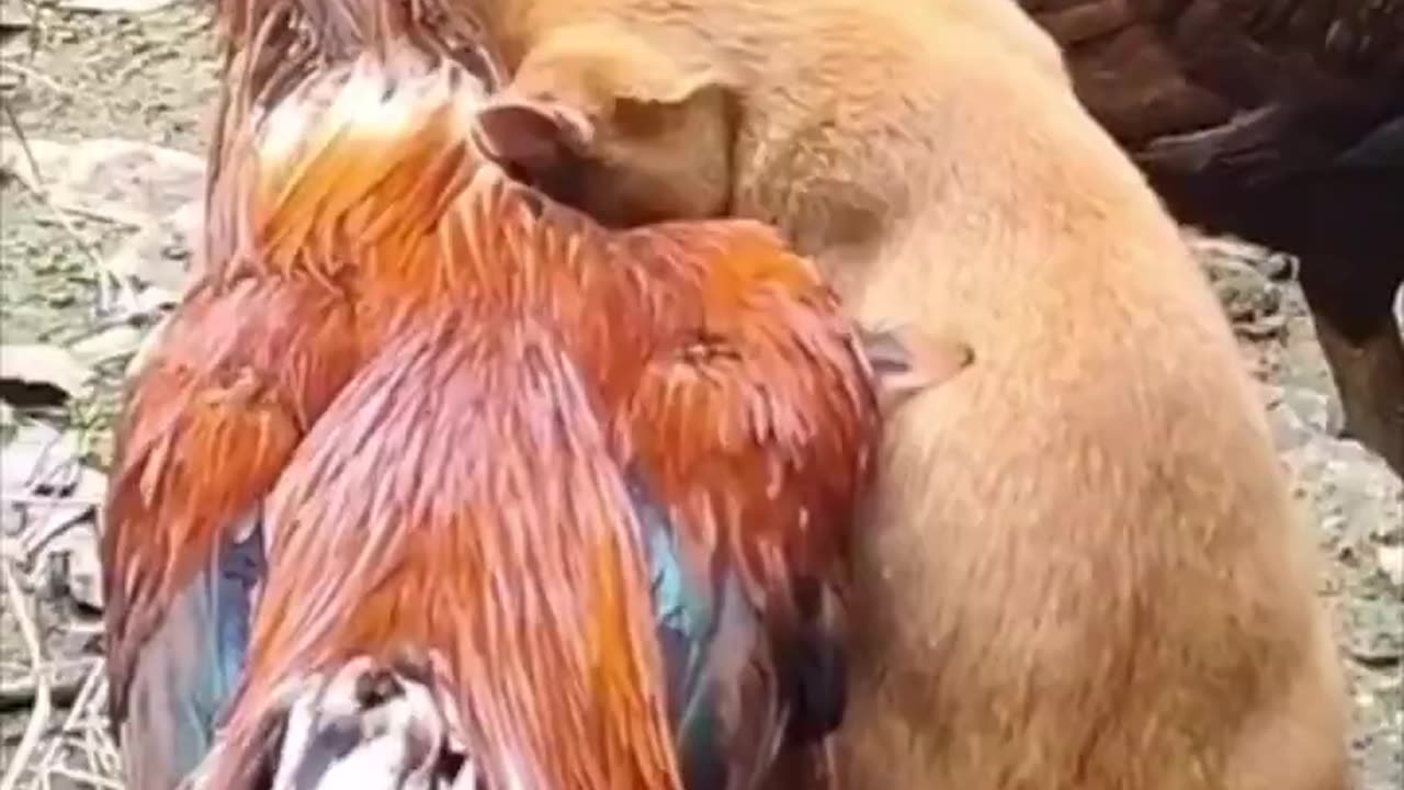 Cat and rooster being friends.. 😊