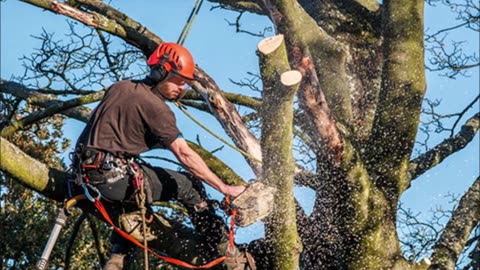 Felix Landscaping & Tree Services