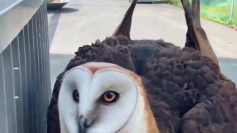 Owl giant.