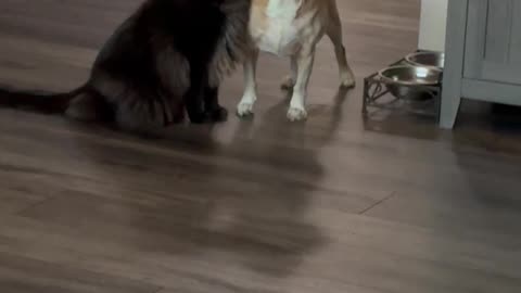 Scaredy Dog