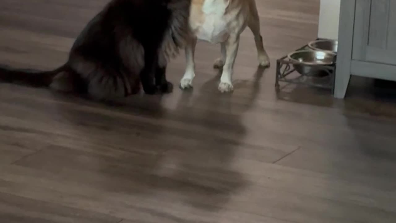 Scaredy Dog