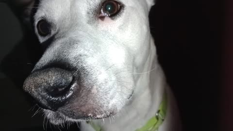 Juju-B&W 6y A882110 Cackle-tan 4y A884133 kennel 78 pod 3 PACC shelter duo separated & fed2025110518