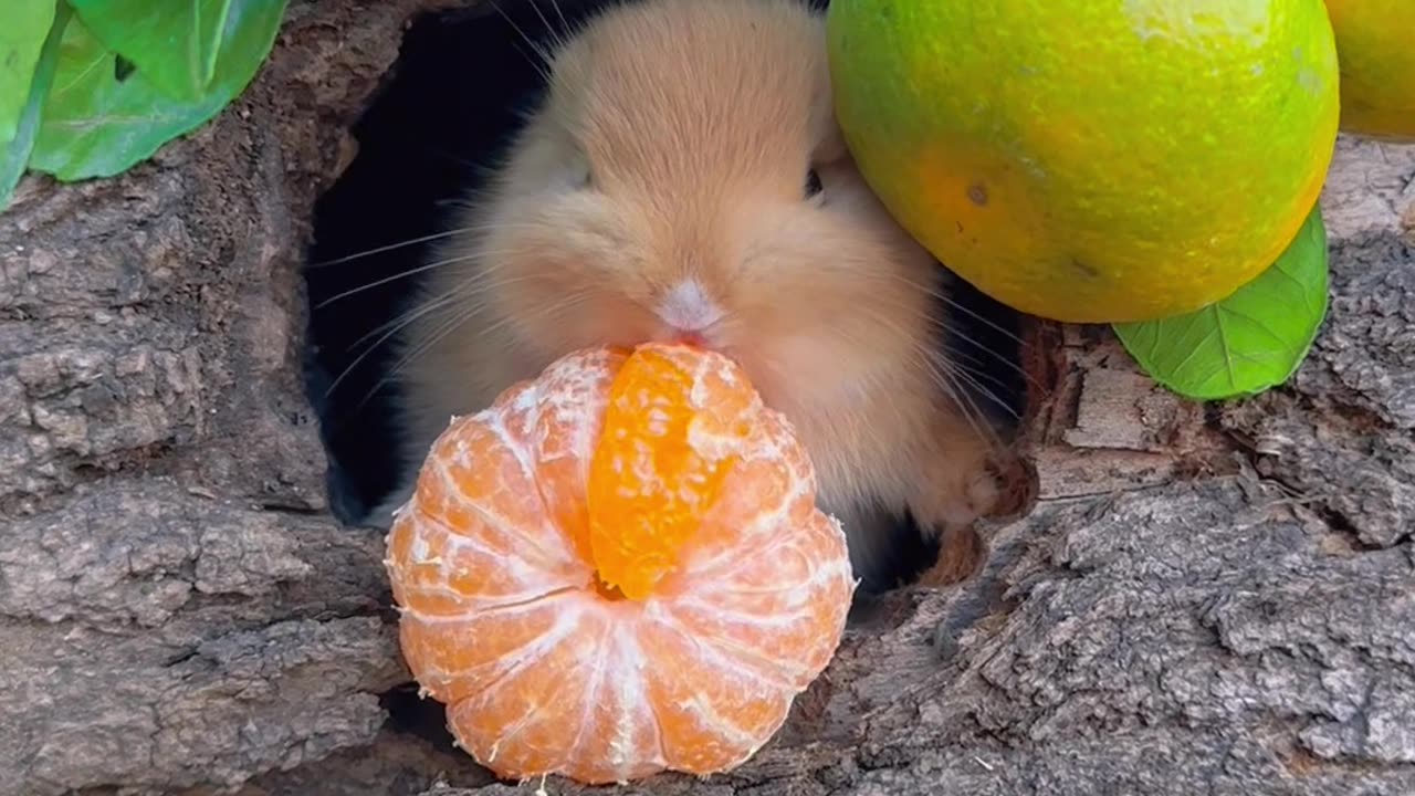 Squirrel mandarin.