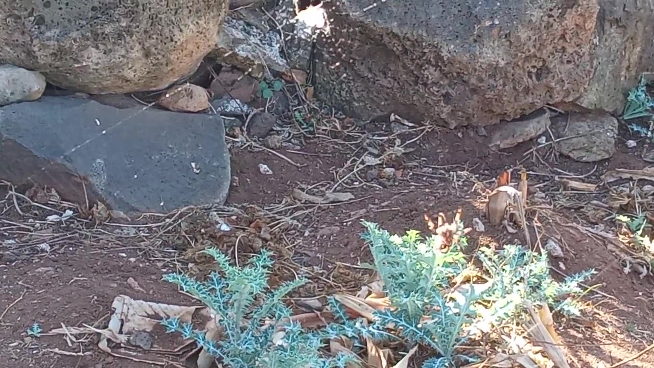 Spiders are everywhere