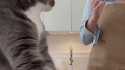 Кот-тестомес!))