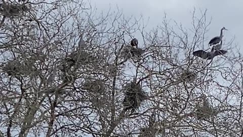 😮✨ Watch This Eagle Attack Heron Nests — Dinosaur Sound Warning! | FeedMyCuriosity