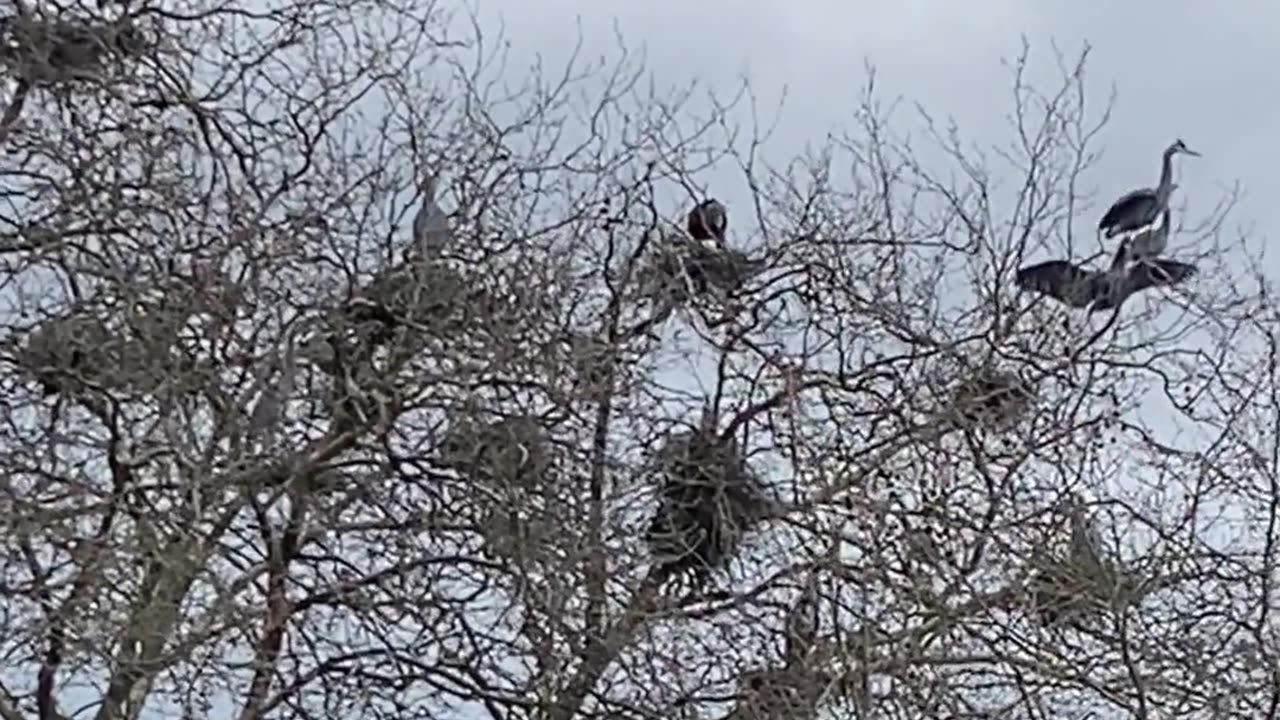 😮✨ Watch This Eagle Attack Heron Nests — Dinosaur Sound Warning! | FeedMyCuriosity