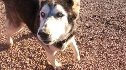 100225 Ranch time Dog pack #dogs