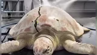 He carried the weight of pain for years… 💔 Тoday, he swims free again.