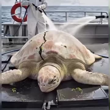 He carried the weight of pain for years… 💔 Тoday, he swims free again.