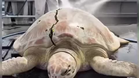 He carried the weight of pain for years… 💔 Тoday, he swims free again.