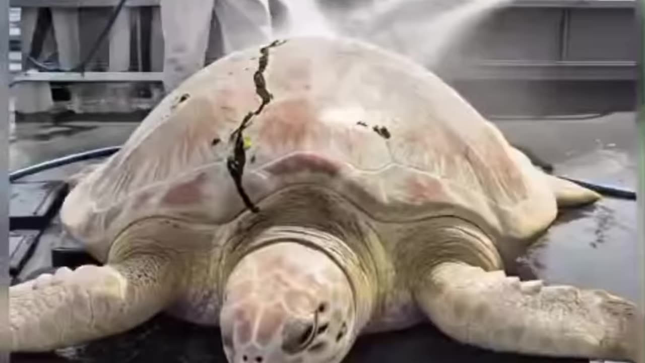 He carried the weight of pain for years… 💔 Тoday, he swims free again.