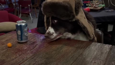 When You Are Bored at Home and the Dog Wants to Hang Out With You