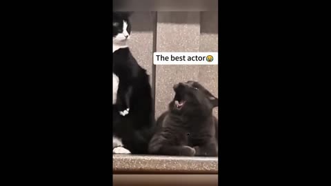 Quick Smile: Cats are the best actors