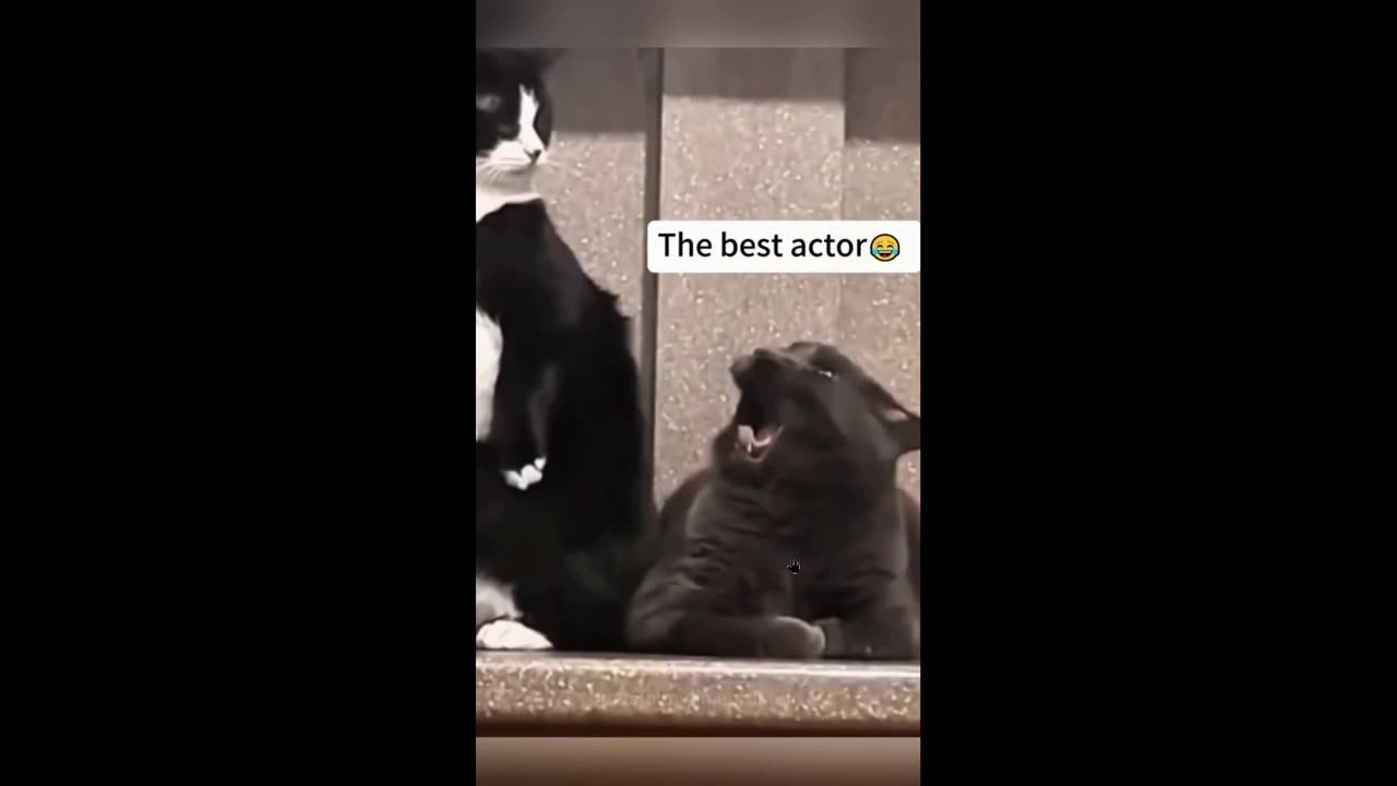 Quick Smile: Cats are the best actors