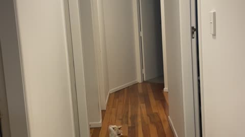 Cat Hunts For Cicada Flying Indoors