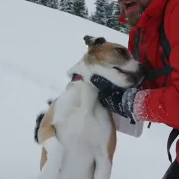 Avalanche Dog Save