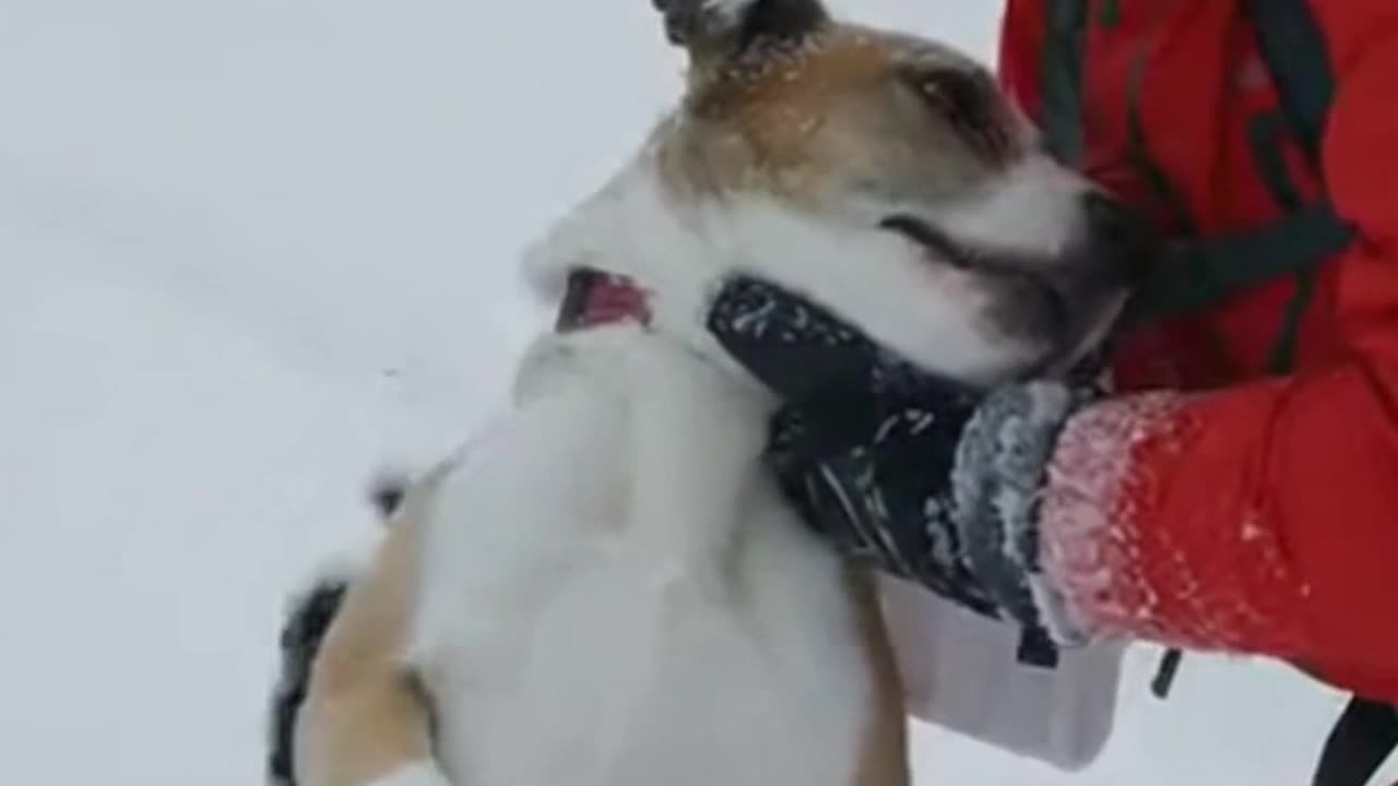 Avalanche Dog Save