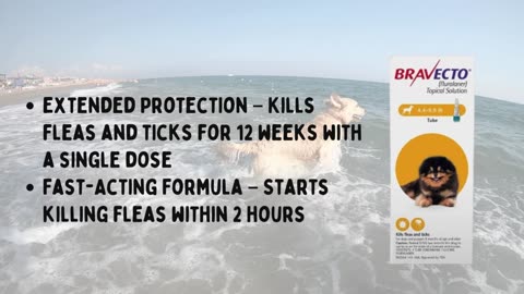Bravecto for Dogs – 12-Week Flea & Tick Protection in One Chew