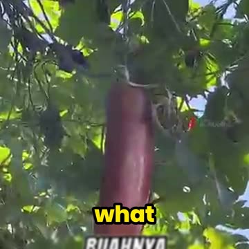 This "Banana" Is NOT What You Think!