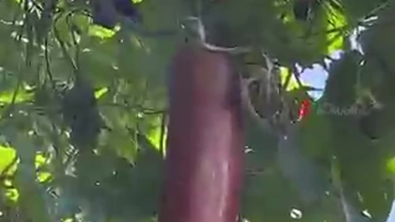 This "Banana" Is NOT What You Think!