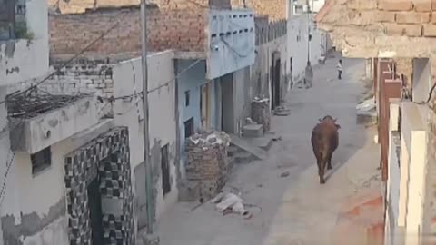 Bull launches an old man