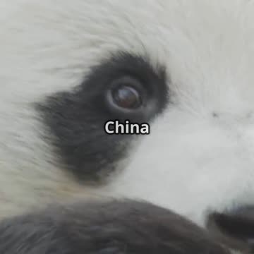 Bears 101: From Black to Polar!