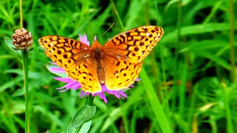 Fritillary Butterfly