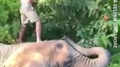 Tms Legend Thiravida Selvan Vol 438