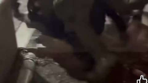 Whoops 😬 you spit in the face of an ICE agent you eat the pavement & lose a few 🦷 🦷 🦷