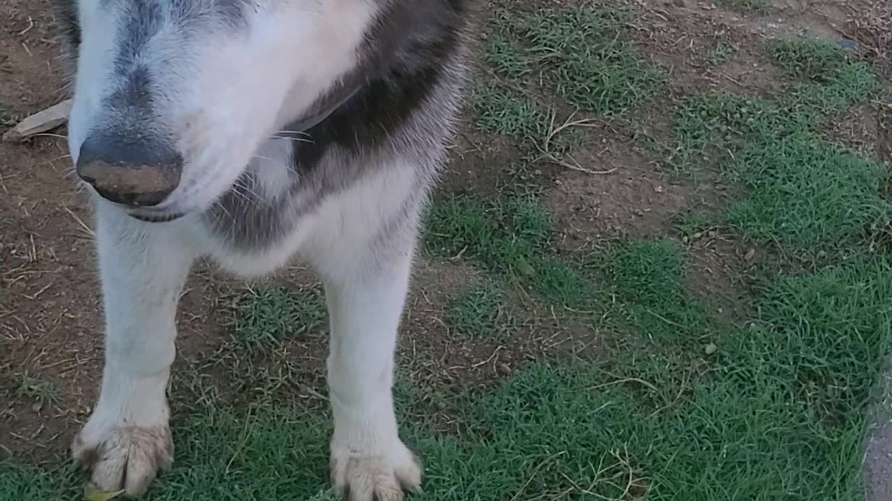 092825 MAL the Husky is still here #husky