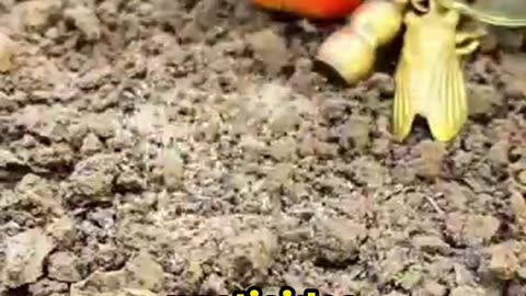 You’ve Been Wrong About Termites This Whole Time!