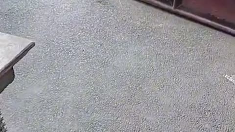 Duck vs Chicken WAR Gone Wrong! Oyen the Cat Becomes the Innocent Victim 😂💥"