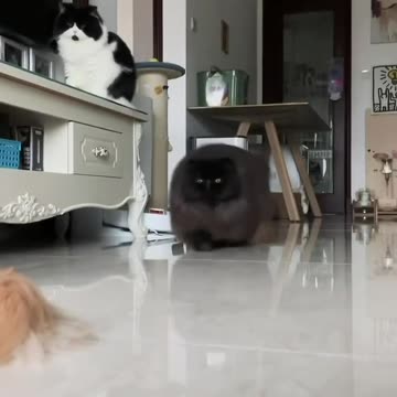 Furry got its coat on for the coming winter 😊