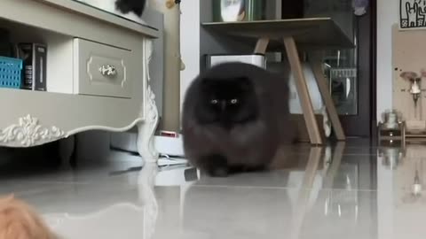 Furry got its coat on for the coming winter 😊