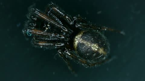 🕷️😮 Spiderbro Has A Pulse! | FeedMyCuriosity