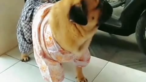 Dog in a School Uniform Struts Like a Supermodel – Funniest Thing You’ll See Today!”