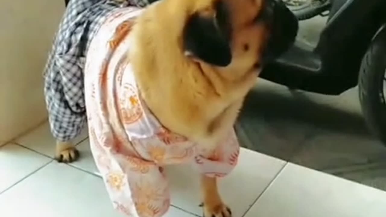 Dog in a School Uniform Struts Like a Supermodel – Funniest Thing You’ll See Today!”