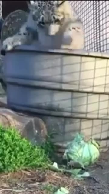 Snow leopard ferocious attack on a cabbage 😊