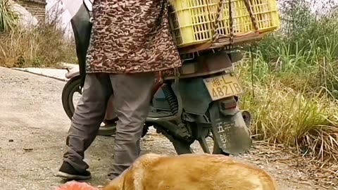 This mama dog will melt your heart!