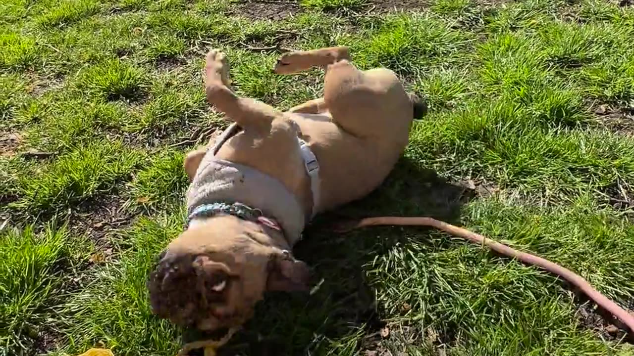 😂🌳 Boo's Grass Roll is Too Cute! | FunFM