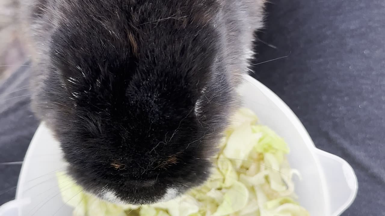 CUTEST Bunny Exploring the Yard! 🐰🍂 (Must Watch!)