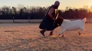 Round 13: Angry Goat vs William Wallace