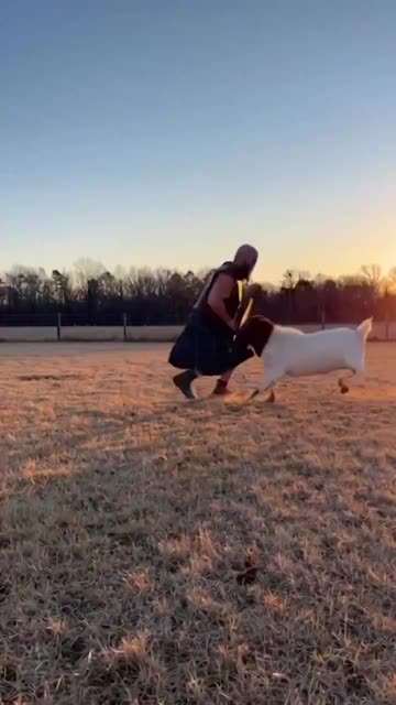 Round 13: Angry Goat vs William Wallace