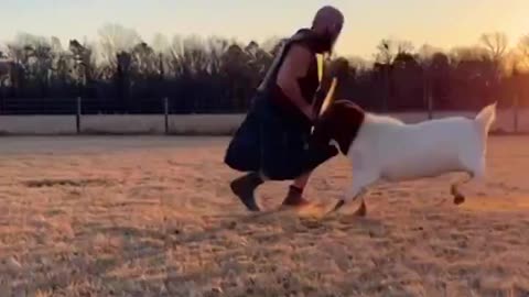 Round 13: Angry Goat vs William Wallace