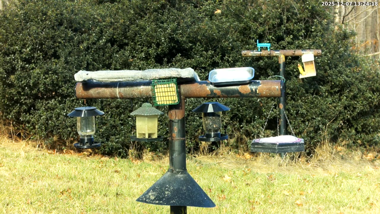 Bird Feeder in Western Maryland USA